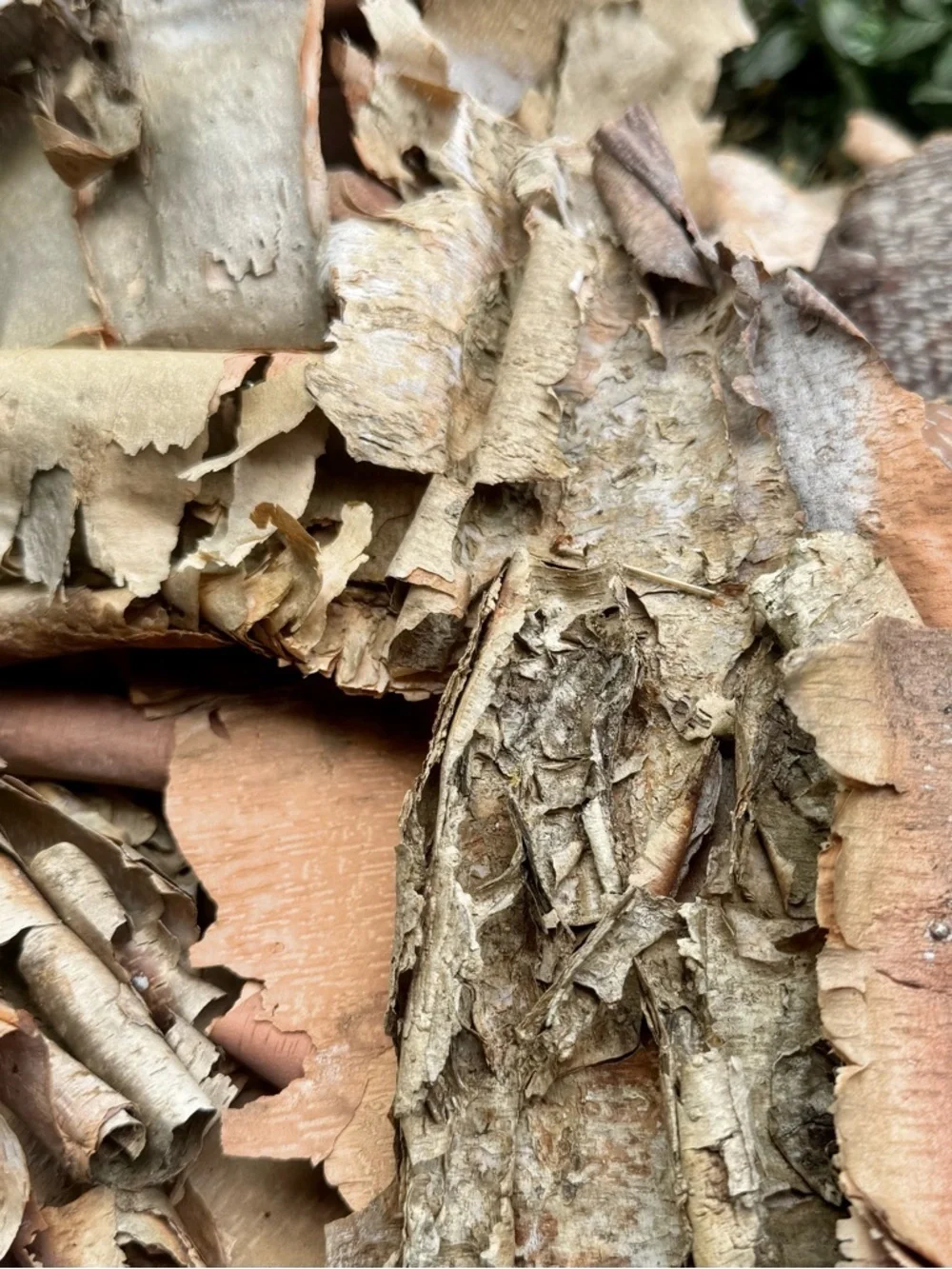 Beautifully Textured Natural River Birch Bark